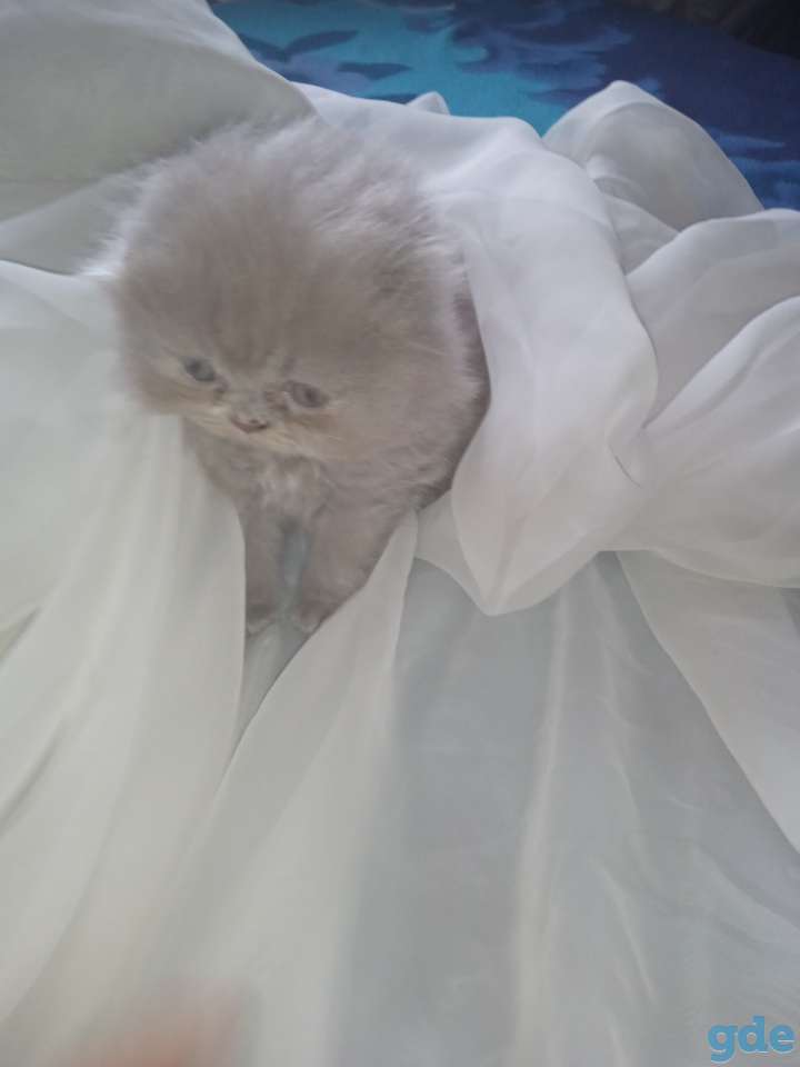Шотландский котенок, фотография 11