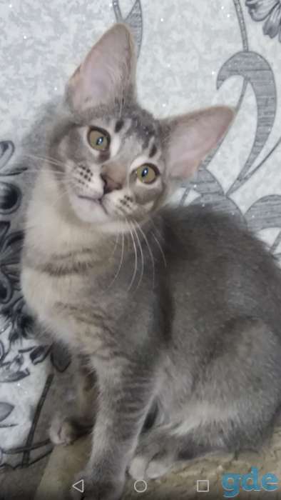 Крупные котята, фотография 1