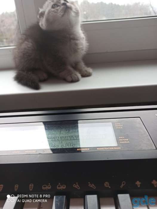Котята, фотография 9