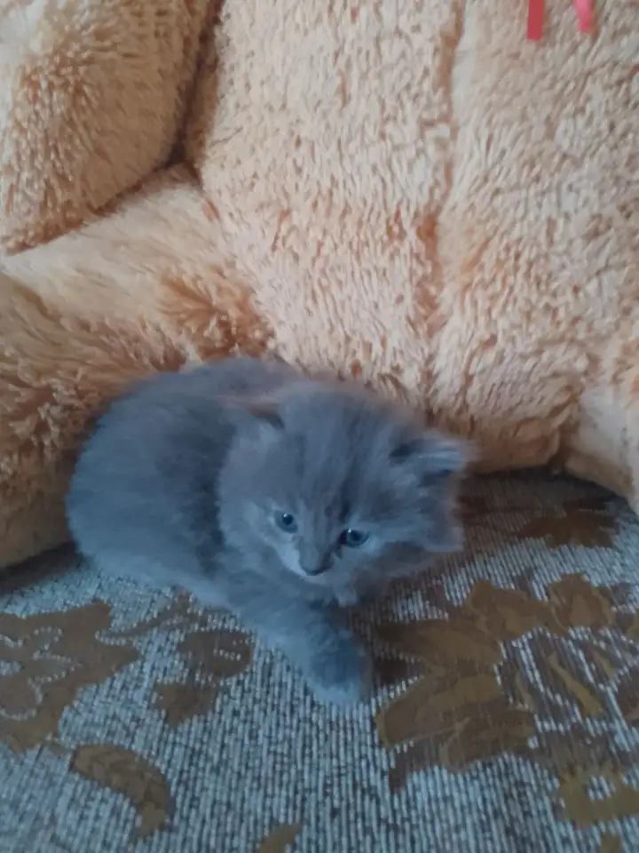 британские котята, фотография 4