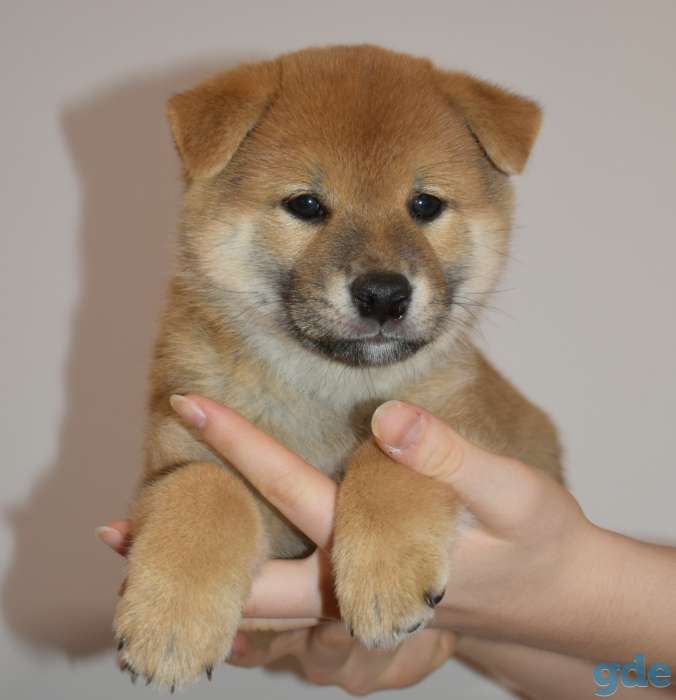Продам породистого щенка сиба-ину, фотография 2