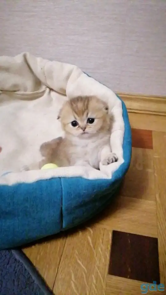 Продажа шотландского котенка, фотография 3