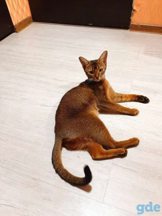 Абиссинские котята, фотография 5