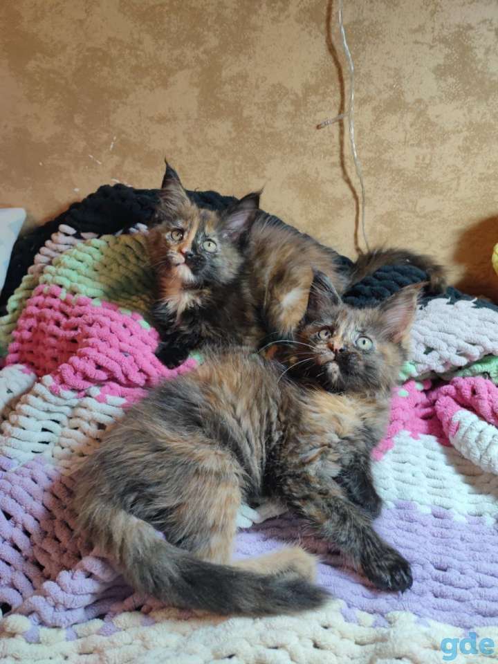 Котята Мейн-кун, фотография 5