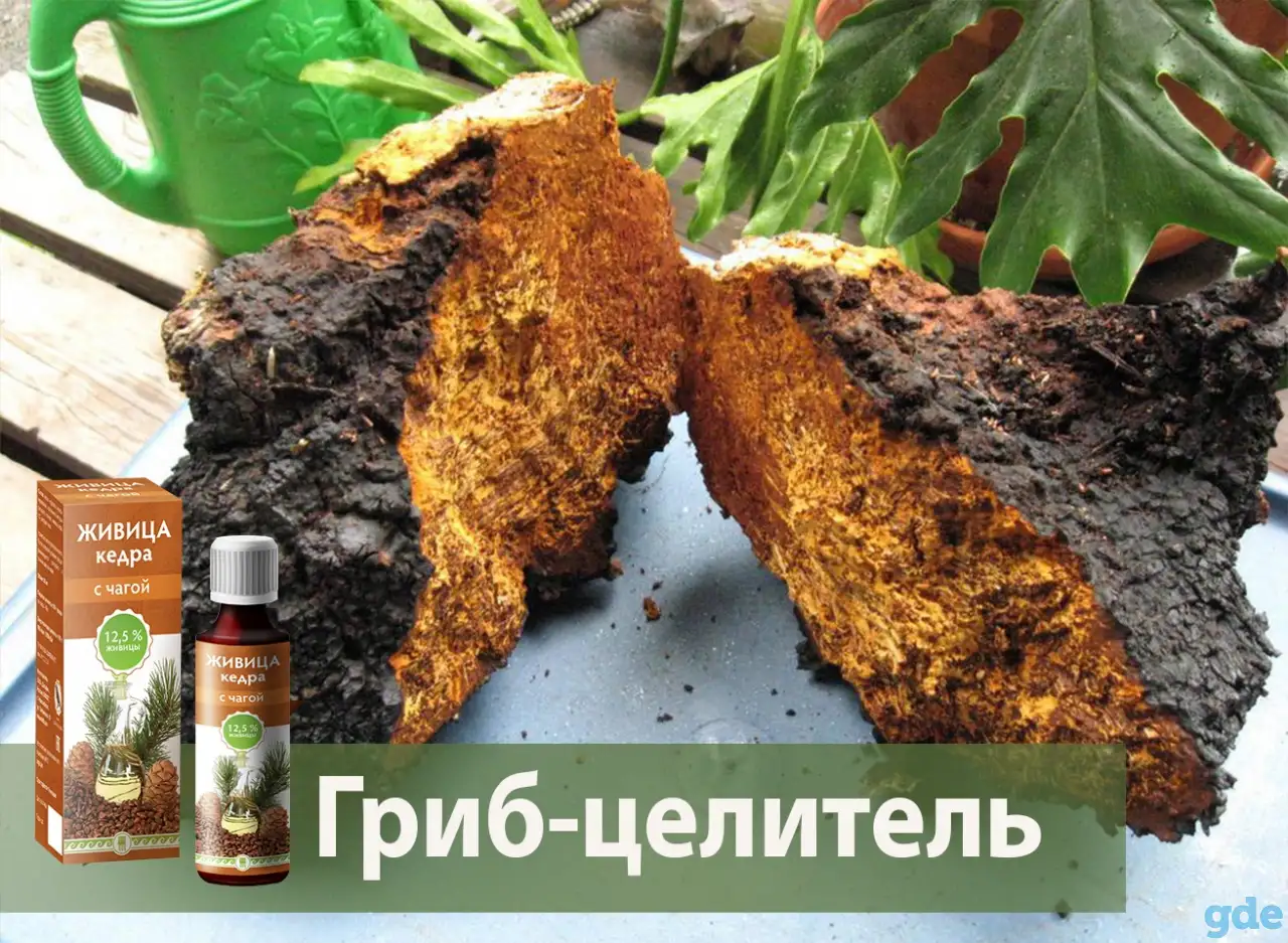 БЕРЕЗОВАЯ ЧАГА ГРИБ(лечебный чай) Доставка  Могилев и район., фотография 2