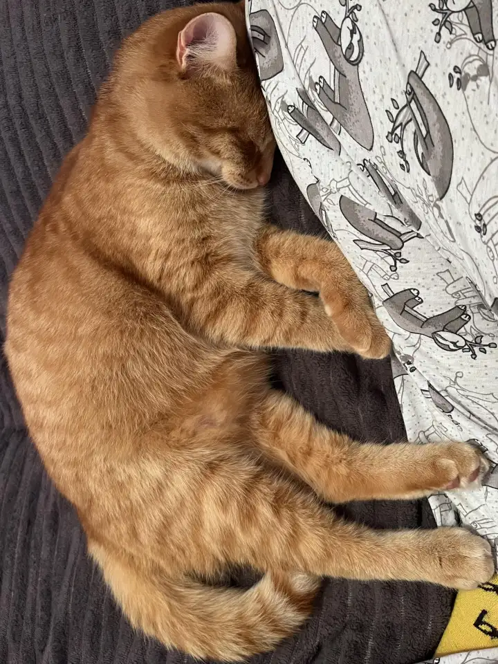 Котик в добрые руки, фотография 7