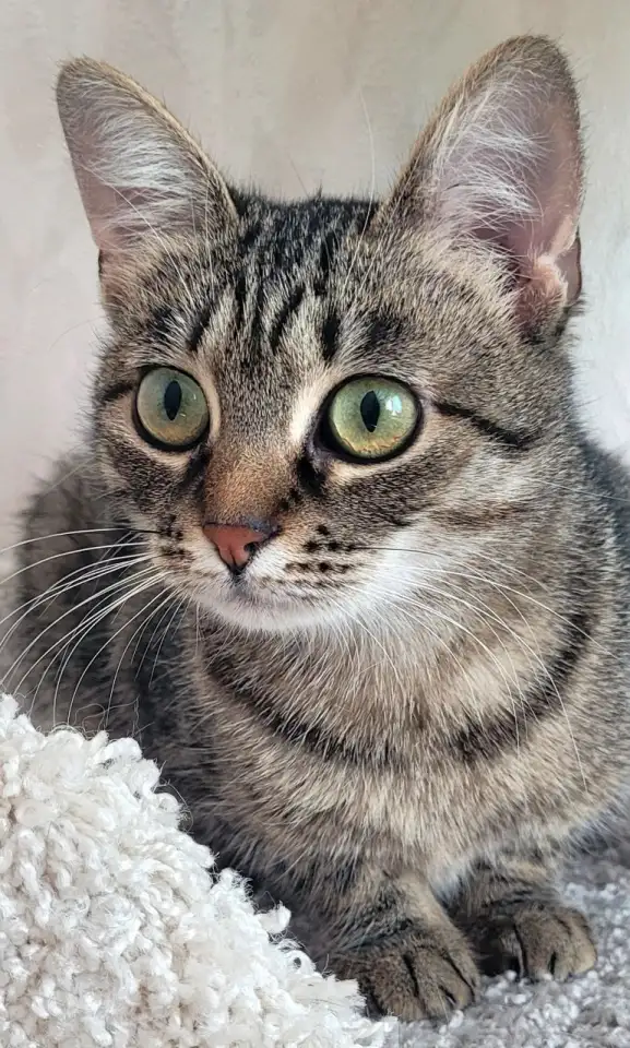 Котенок подросток Манюня, фотография 3