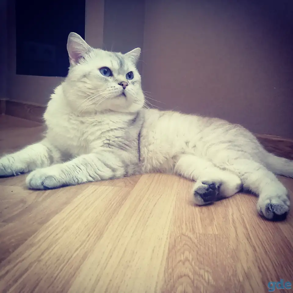Шотландский кот вязка, фотография 1