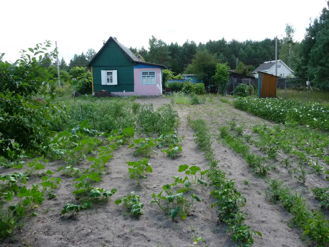 Дача с красивым, уютным домиком и большим огородом 12.4 сот. в СТ Сосновый бор-2, фотография 8