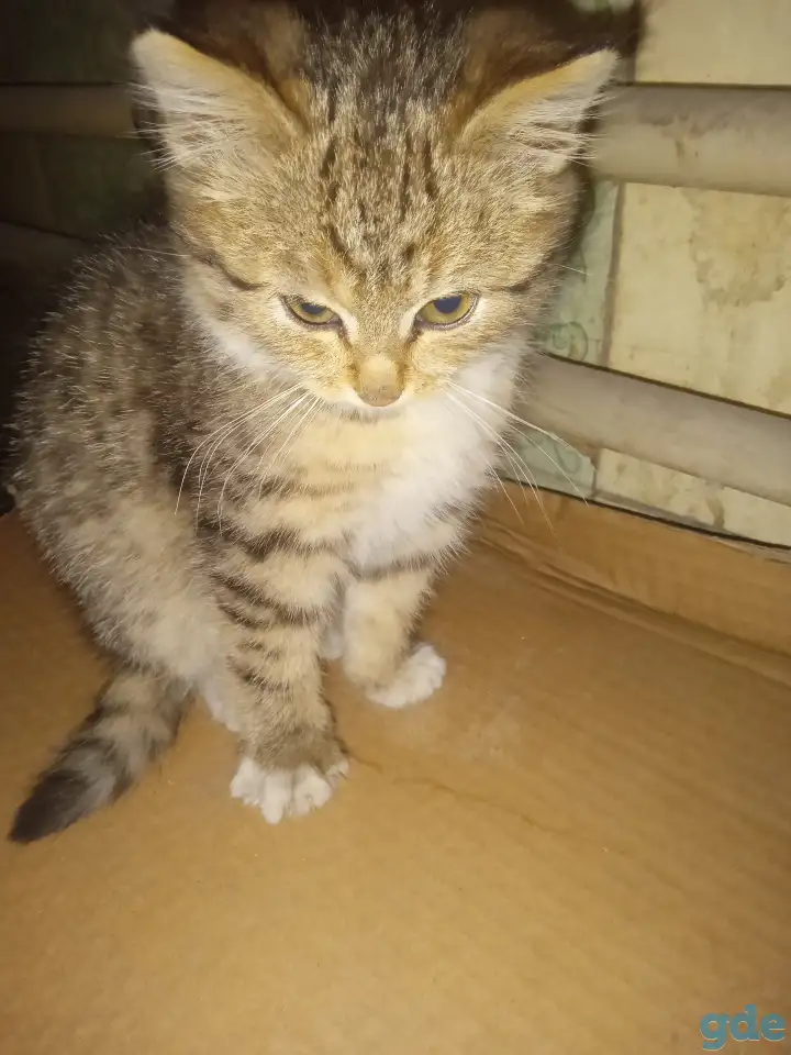 Отдам котенка в хорошие руки, фотография 3