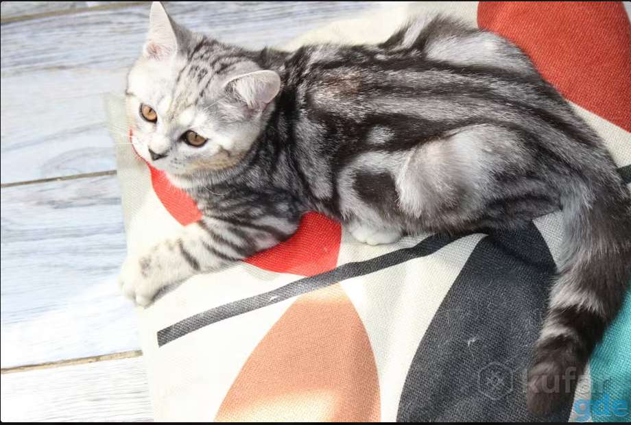 Британский котенок окраса табби, фотография 1
