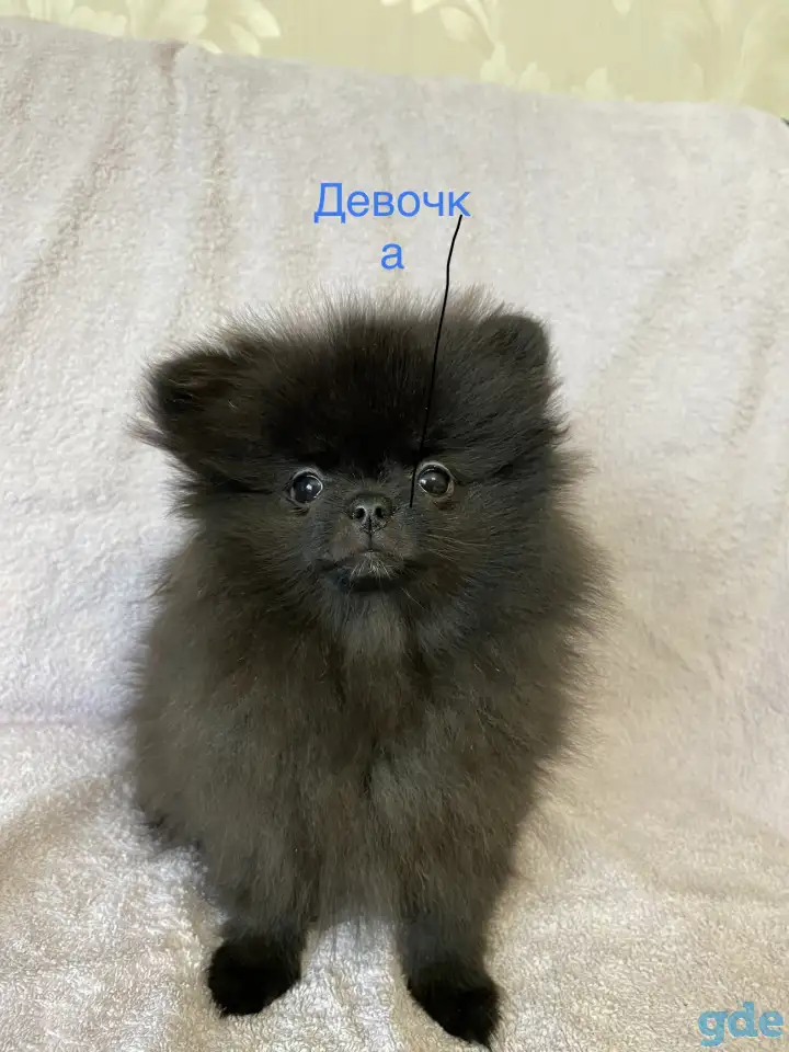 Померанский шпиц, фотография 1