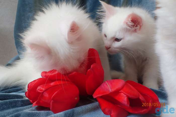 Котята породы Мейн Кун, фотография 6