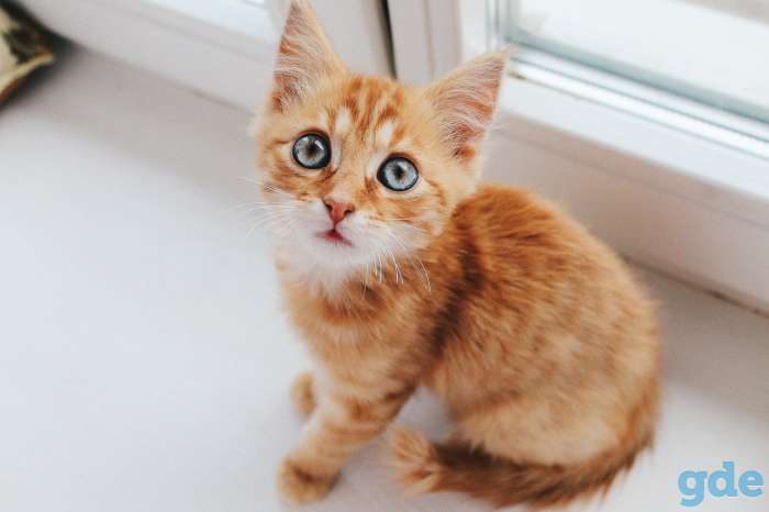 Котята ищут дом, фотография 4