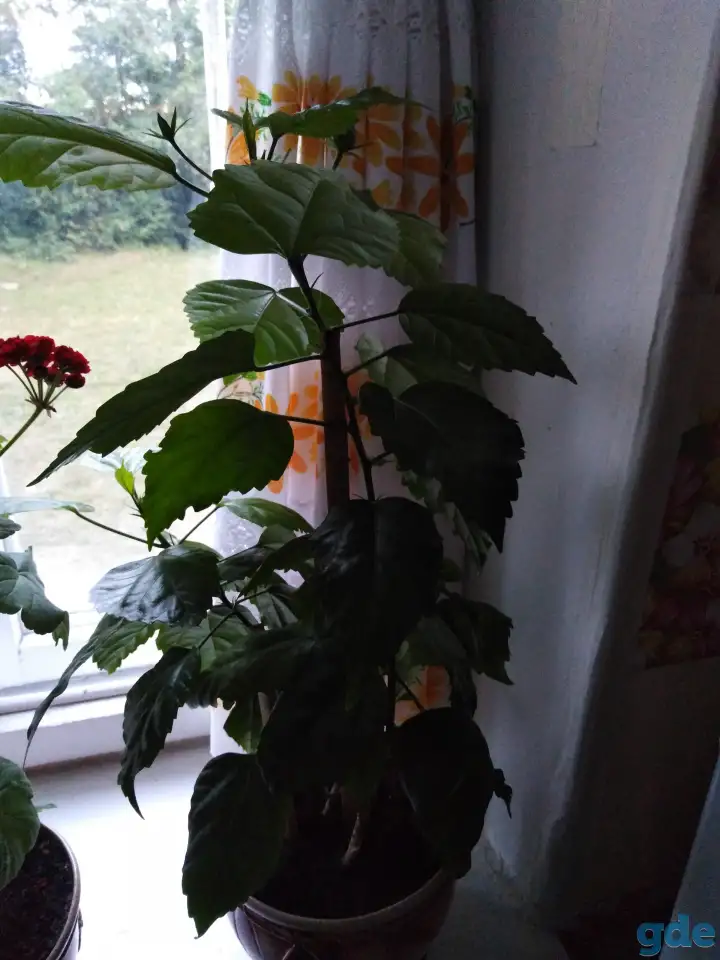 Продам цветы, фотография 4