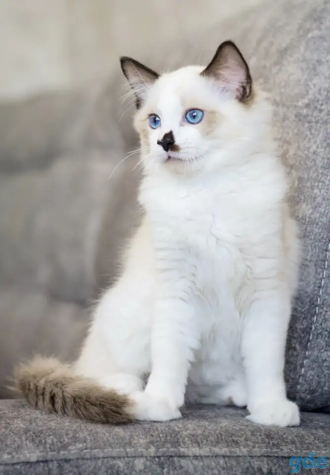 Котёнок Рэгдолл в любящую семью, фотография 2