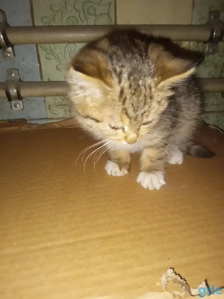 Найден котёнок, фотография 2