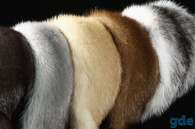 Услуги скорняка., фотография 1