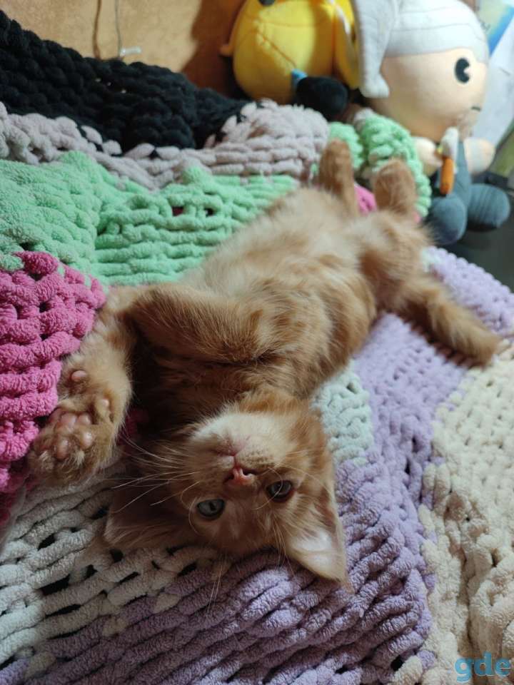Котята Мейн-кун, фотография 2