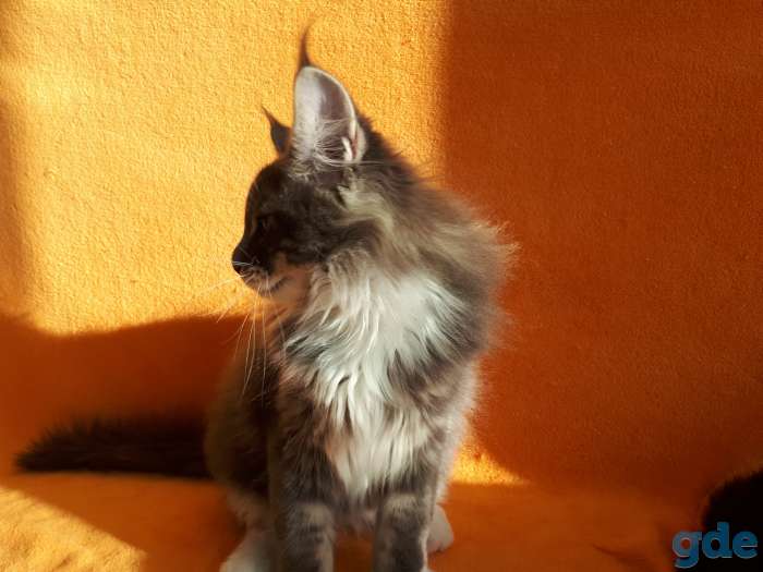 Еще совсем котёнок  , 3,5 мес., фотография 5