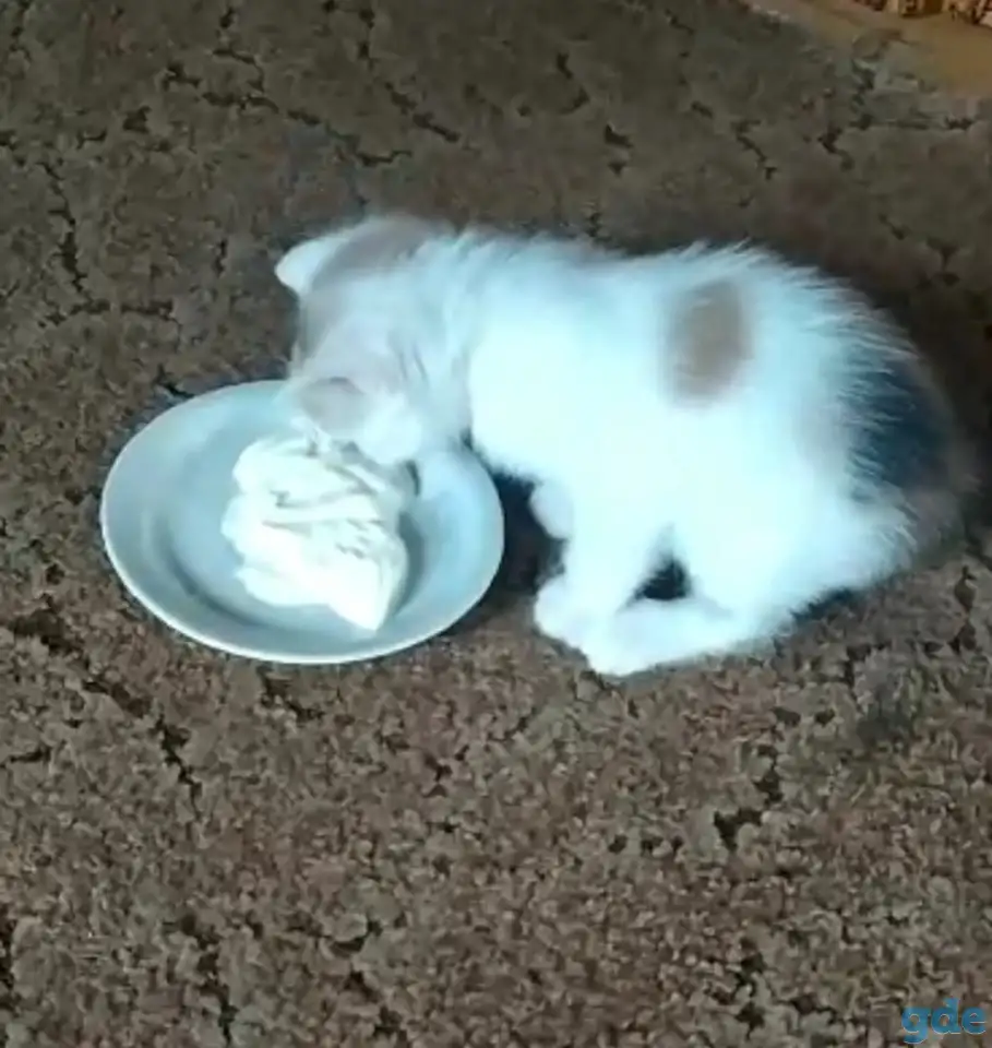 Отдам в хорошие руки трехцветную кошечку полтора, фотография 4