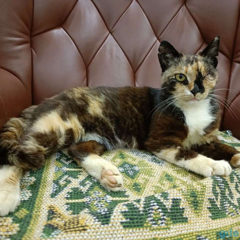 Кошка в дар, фотография 1