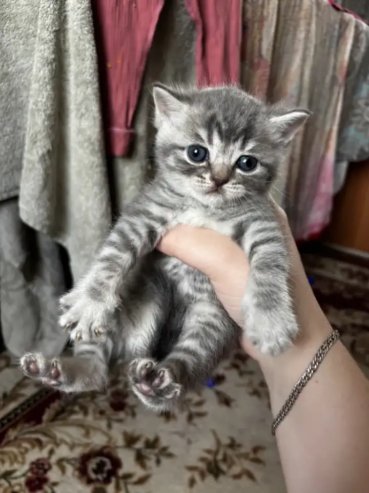 Котята шотландские, фотография 8