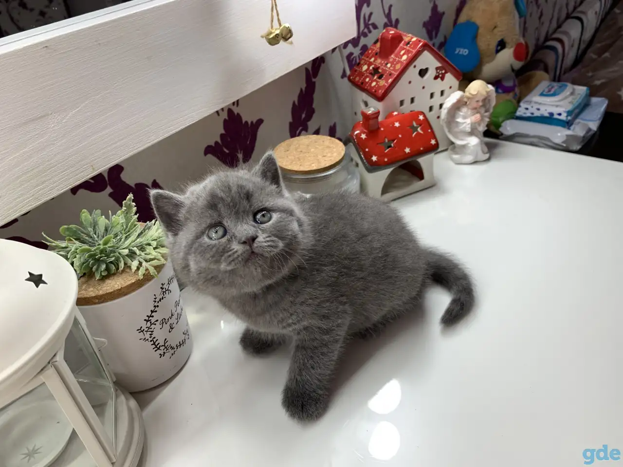 Британские котята., фотография 2