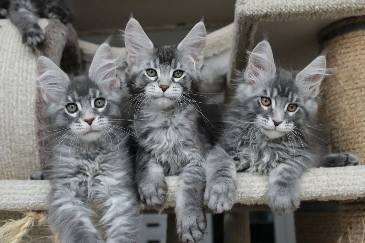 Котята мейн кун ждут Вас!, фотография 1