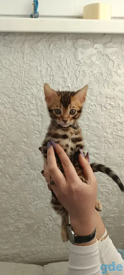 Бенгальские котята, фотография 4