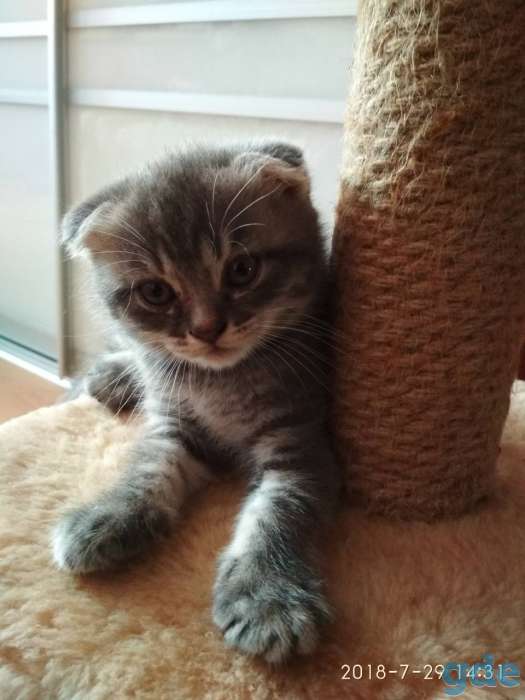 Британские котята, фотография 1
