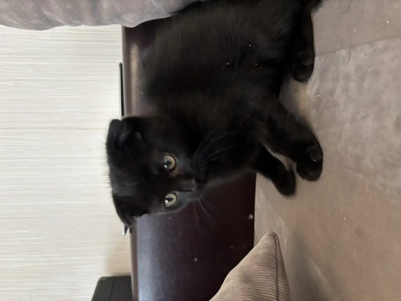 Шотландские котята, фотография 6