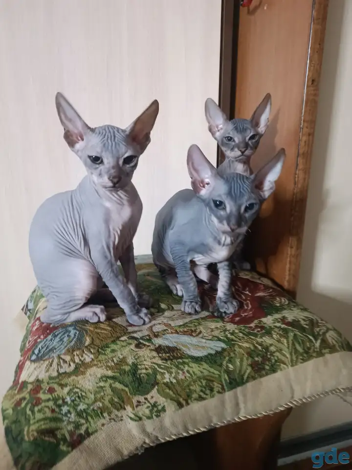 Котята донского сфинкса, фотография 3