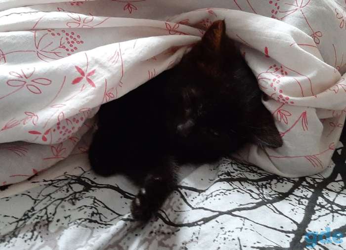 Котята, фотография 6