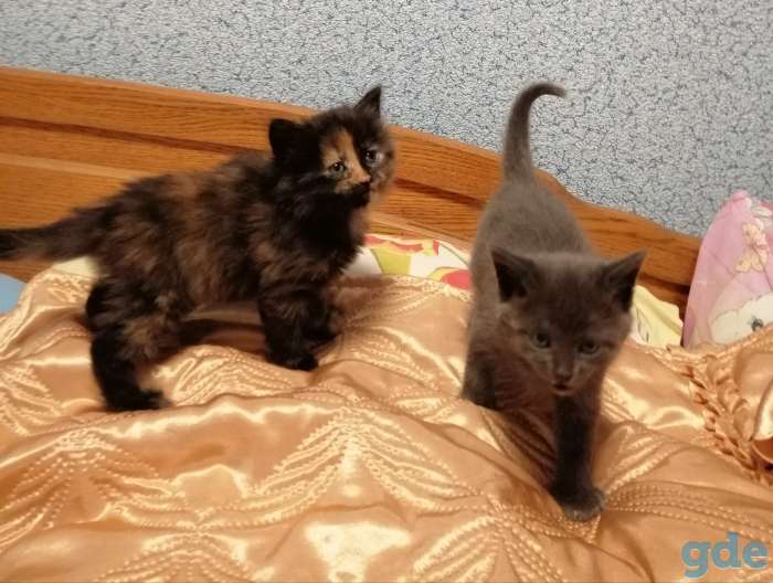 Котята, фотография 1