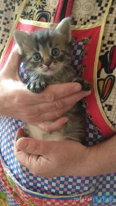 Котята в дар., фотография 1