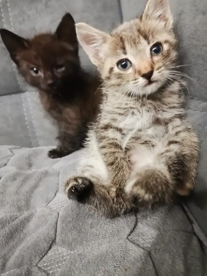 Отдам в добрые руки котят, фотография 3
