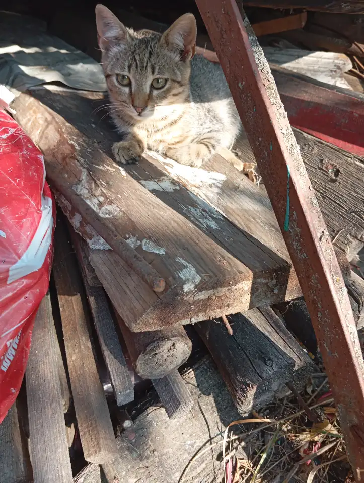 Котенок в дар, фотография 10