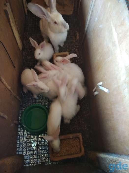 Продам молодых кроликов, фотография 3
