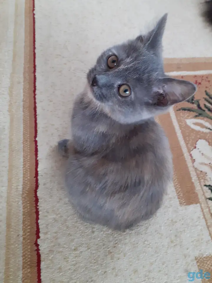 Отдам котят, фотография 2