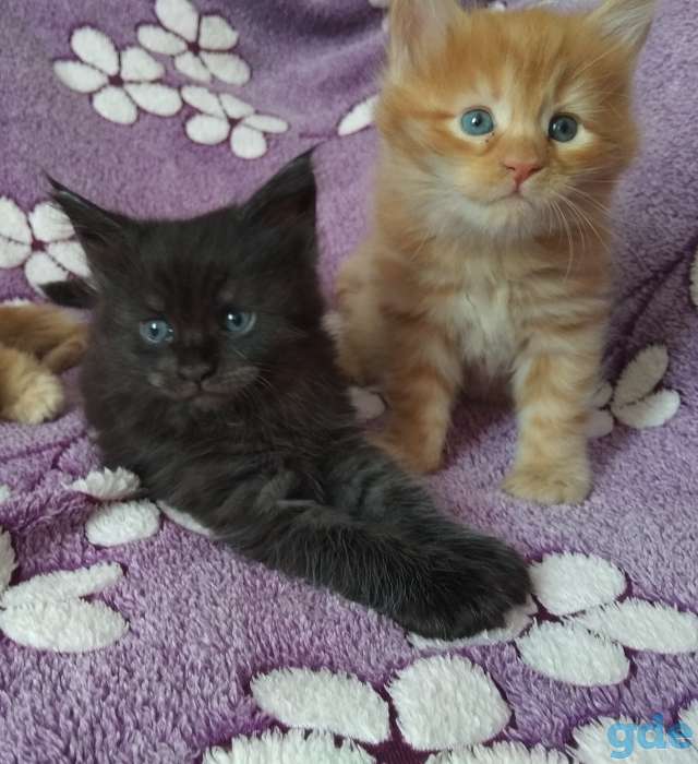 Мейн Кун котята, фотография 7