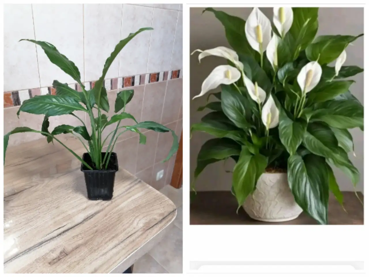 Продам, фотография 1