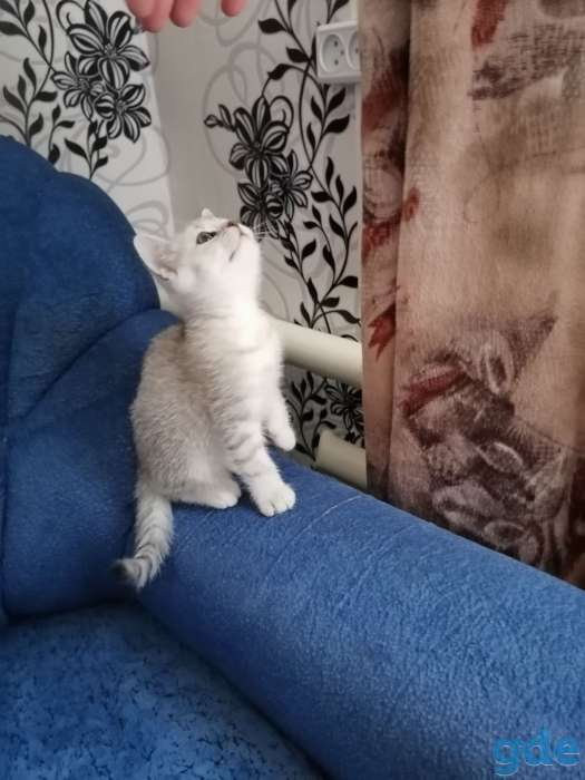 Шотландец мальчик, фотография 2