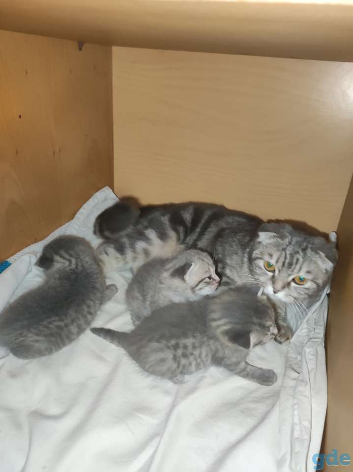 продам котят 50р, фотография 3