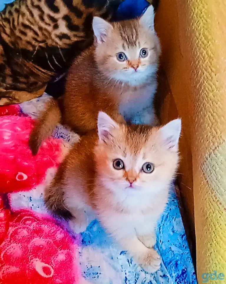 Шотландские вислоухие котята, фотография 2