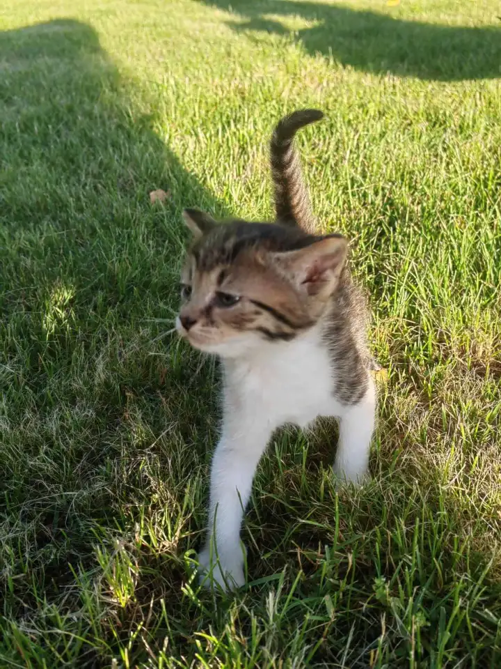 Котята даром, фотография 2