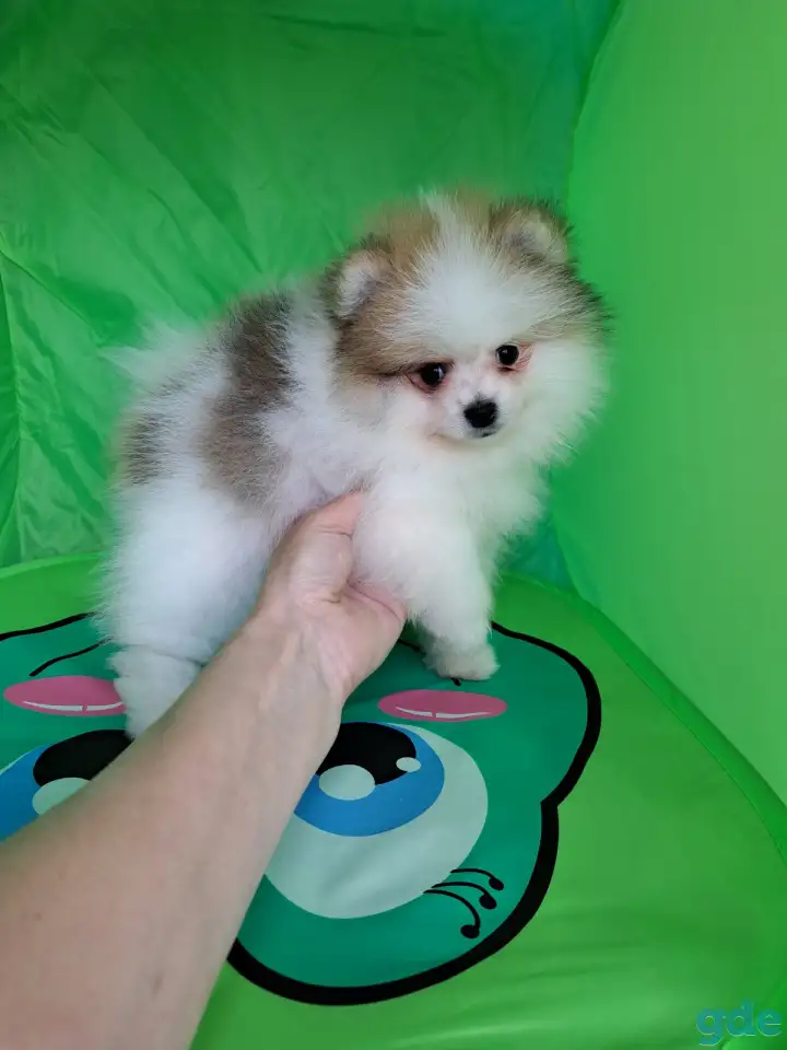 Померанский шпиц мальчик, фотография 5