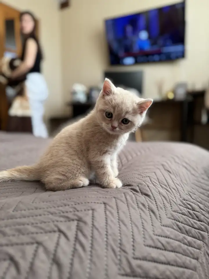 Шотландские котята, фотография 1