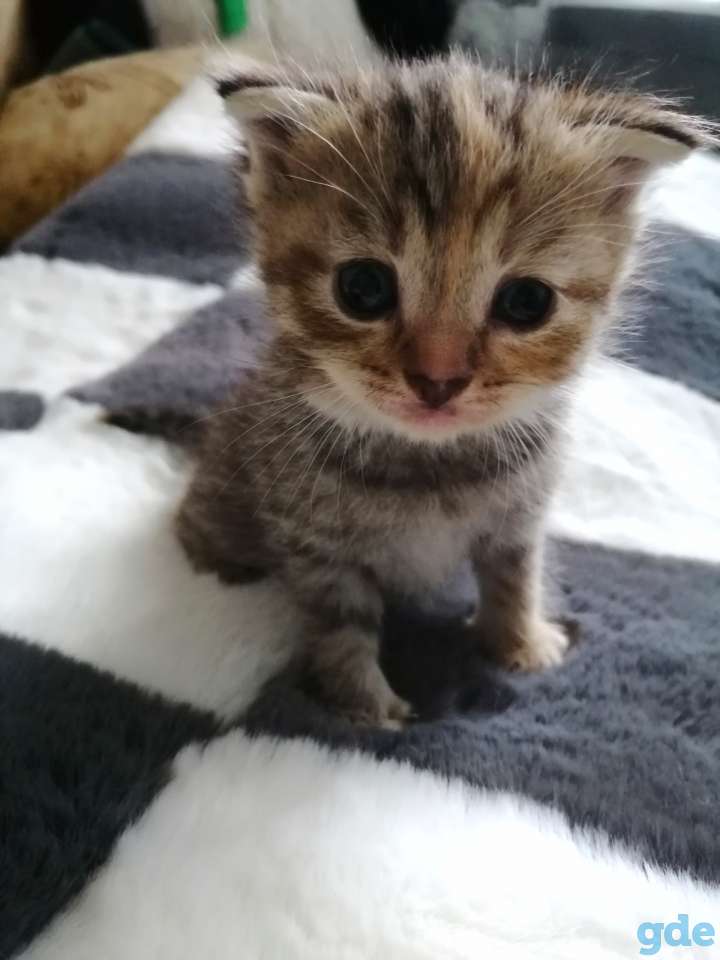 Шотландские котята, фотография 8