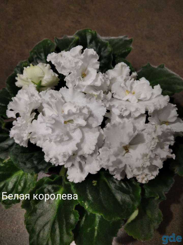 Фиалки, фотография 1